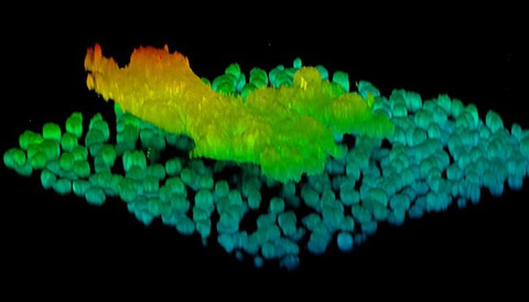 A pseudocolored confocal 3D reconstruction model of a measles virus induced infectious center dislodging from a layer of primary human airway epithelial cells. The image was generated by Brajesh Singh at the University of Iowa.