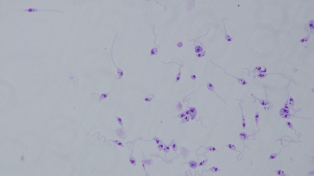 Wilson Lab - Leishmania infantum promastigotes